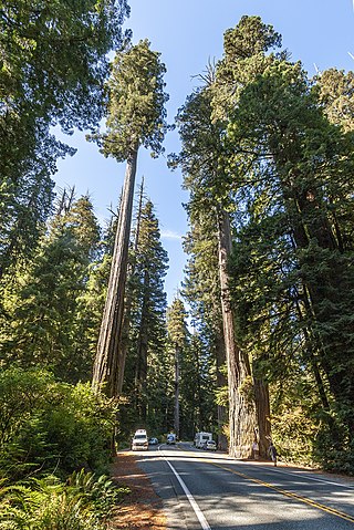 Coast Redwood - 115.92 m (380.3 ft) | Tallest trees in the world
